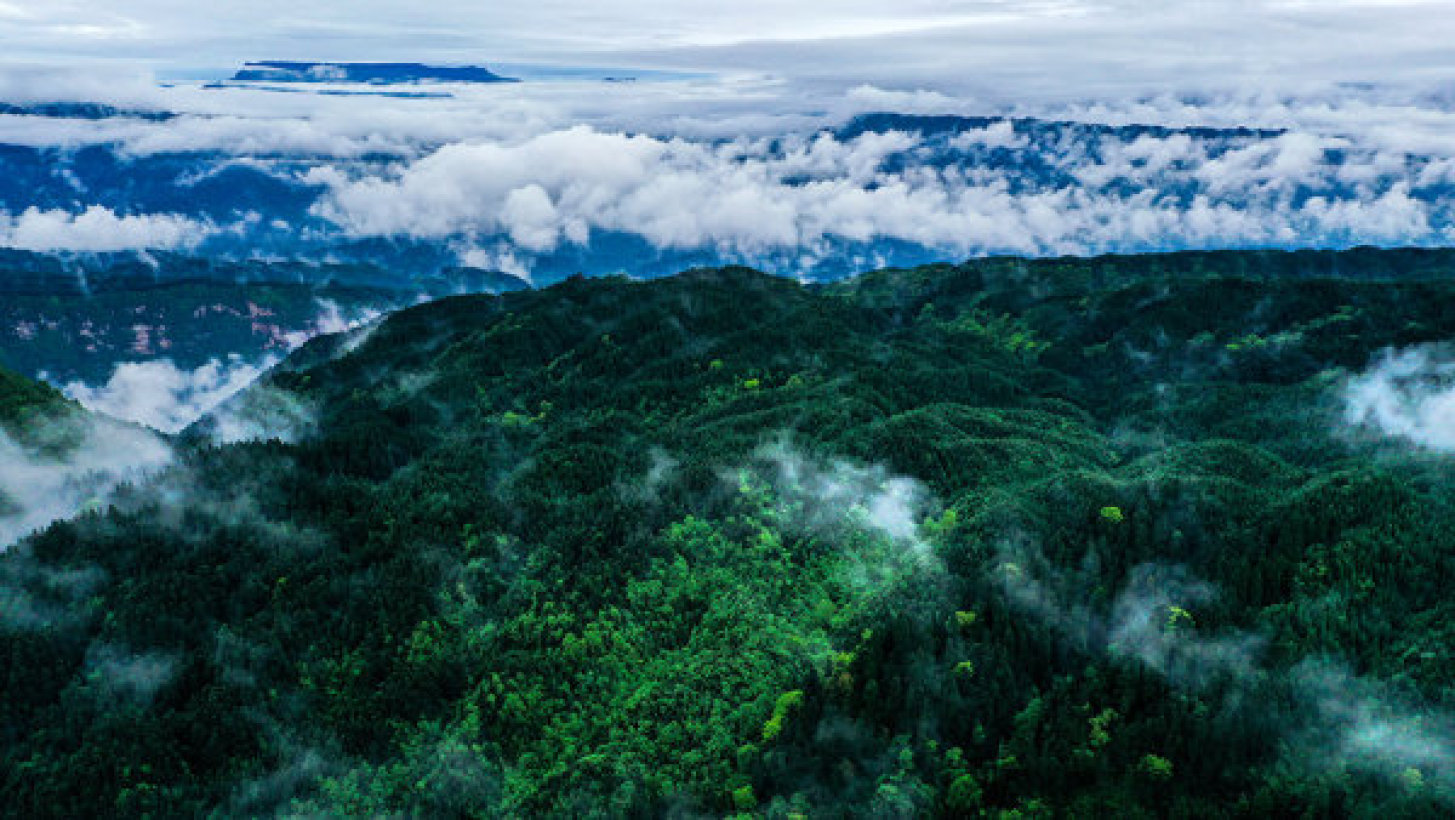 洪雅县国有林场管护的林地。（林场提供资料图片）