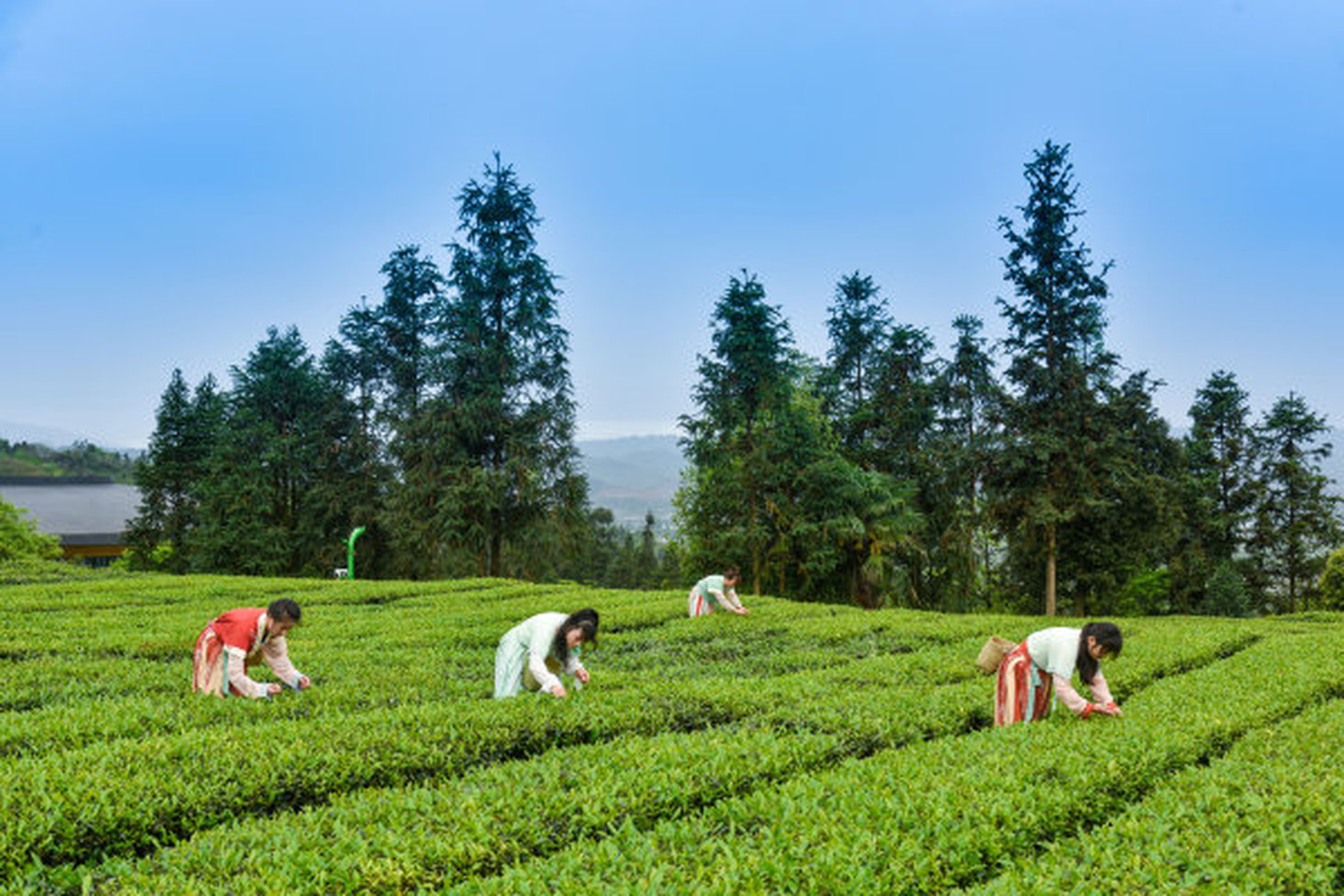 采茶比赛现场。