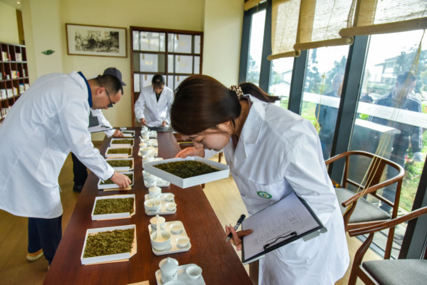 评委评选茶叶品质。