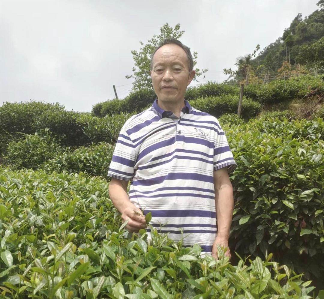 岑学银查看茶叶长势.jpg