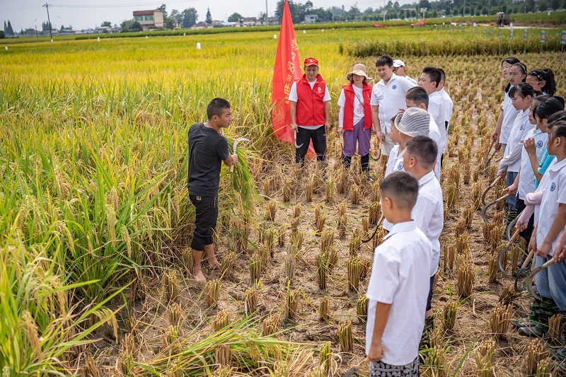  农技专家教学生们怎么收割稻谷。