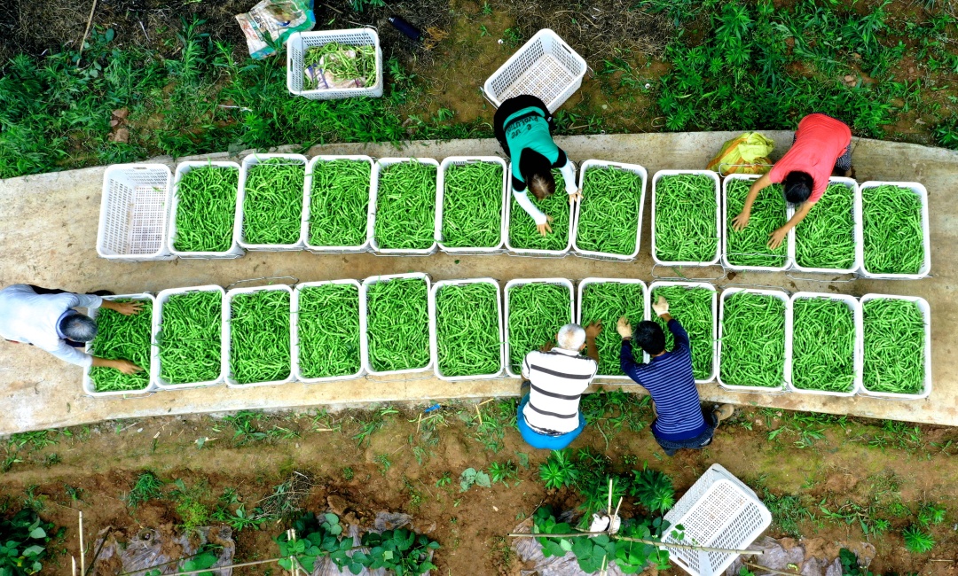 图为仁寿县方家镇哨楼村蔬菜丰收，村民正忙着采摘装箱。