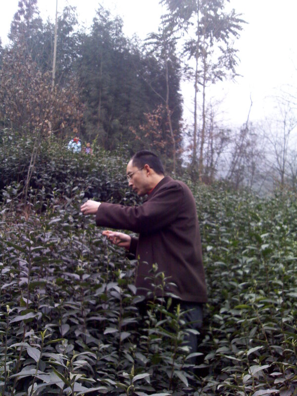 从事茶行业的何玉琪关注新能源问题。
